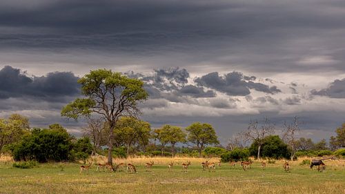 Paysage de l'Okavango