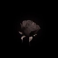 la dernière rose d'hiver