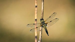 Plattbauchlibelle im Morgenlicht