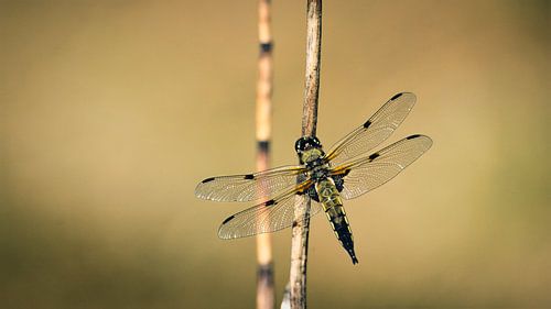 Libellule à ventre plat dans la lumière du matin sur Saranda in 't Veld Fotografie