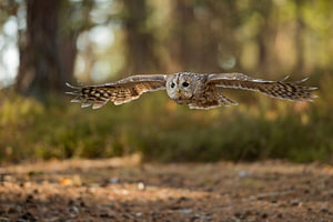 Eule, Waldkauz ( Strix aluco ) im Flug durch den Herbstwald.
