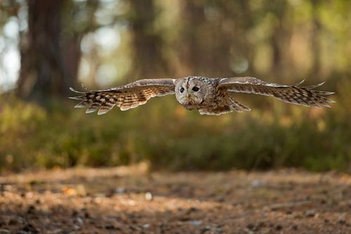 Uil, bosuil ( Strix aluco ) die door het herfstbos vliegt.