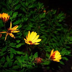 Bloemen in de nacht van Highthorn Photography