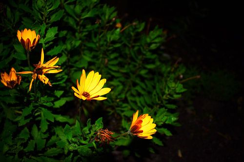 Bloemen in de nacht