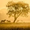 Golden horses van Richard Guijt Photography