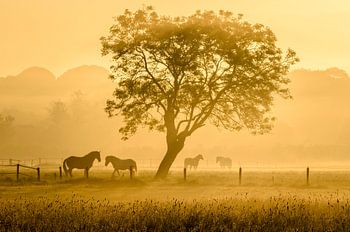 Golden horses