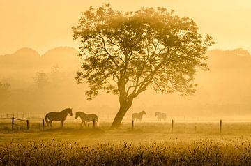 Golden horses van Richard Guijt Photography