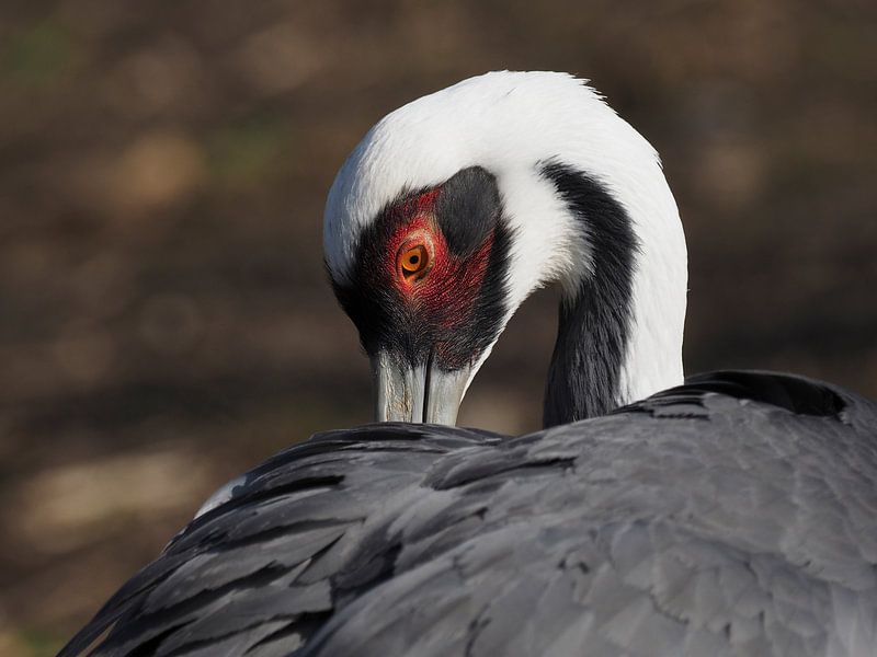 Weißhalskranich : Ouwehands Dierenpark von Loek Lobel