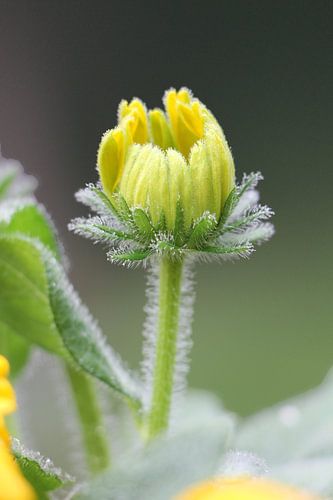 Gele bloem met dauw