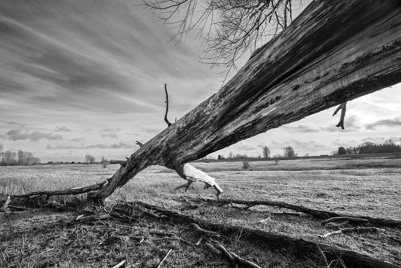 umgestürzter Baum von Bert-Jan de Wagenaar