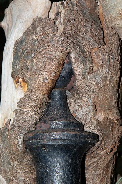 Nature prevails by Anne Ponsen