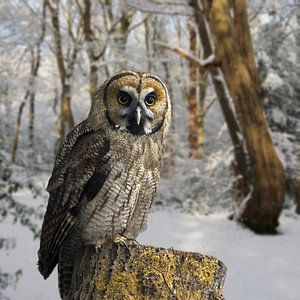 great-grey-owl-hybrid-snow