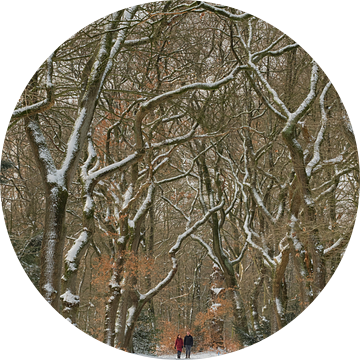 Wandeling in het besneeuwde bos