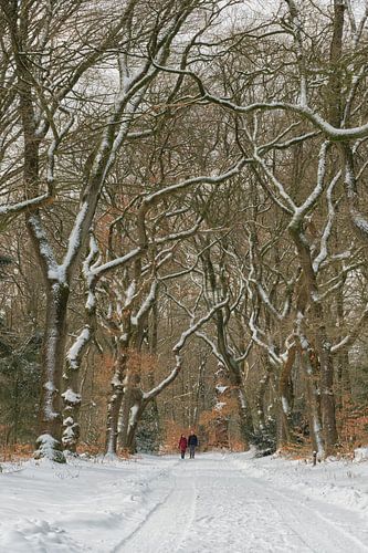 Wandeling in het besneeuwde bos