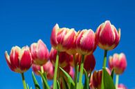 Tulpen van Elly Damen thumbnail