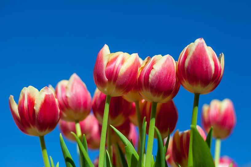 Tulpen van Elly Damen