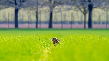 Hare by Gert-Jan Nijskens