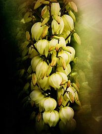 Blühende Yucca. von David English