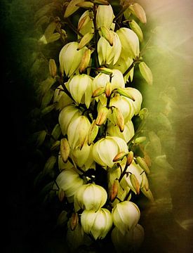 Bloeiende Yucca.