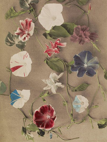 Group of Morning Glories, Ogawa Kazumasa by Masterful Masters