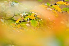 detail in beukenbos van Wicher Oort