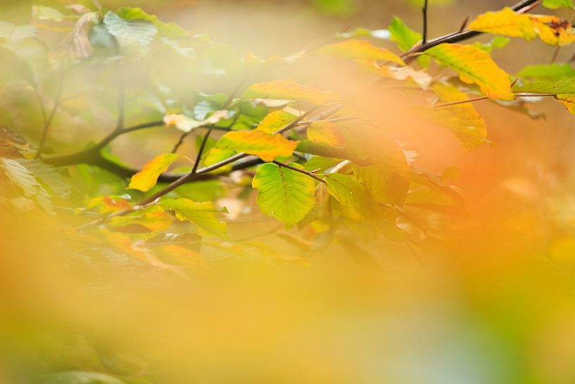 detail in beech forest by Wicher Oort
