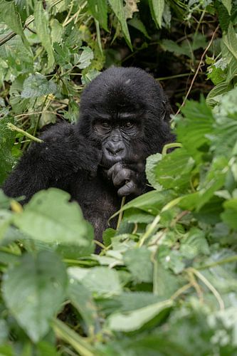 Berggorilla in Oeganda