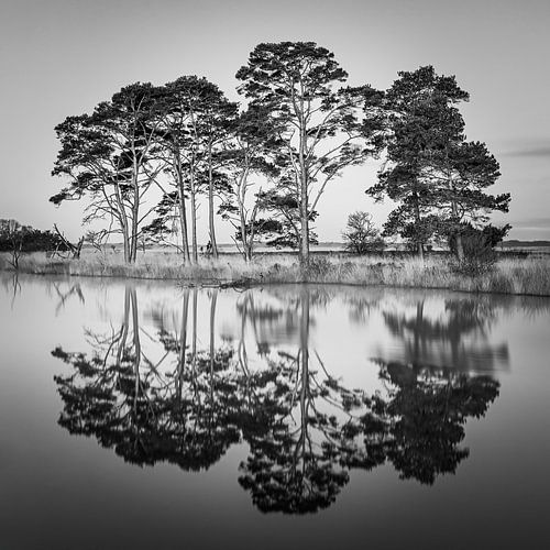 Het Dwingelderveld in Zwart-Wit