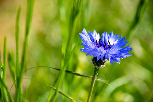 Hope blossoms by Fien Breynaert