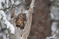 Baummarder / Fichtenmarder ( Martes americana ) im Winter,  wildlife, Yellowstone, USA., süßes Bild. von wunderbare Erde Miniaturansicht