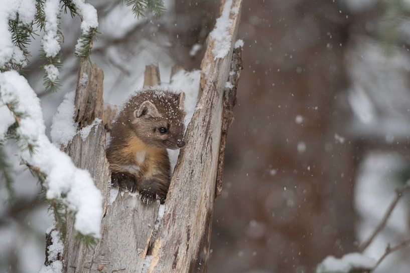 Baummarder / Fichtenmarder ( Martes americana ) im Winter,  wildlife, Yellowstone, USA., süßes Bild. von wunderbare Erde