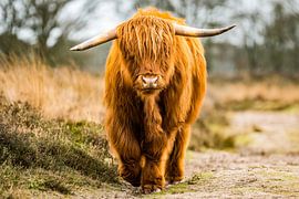 Scottish Highlander by Dennis Venema