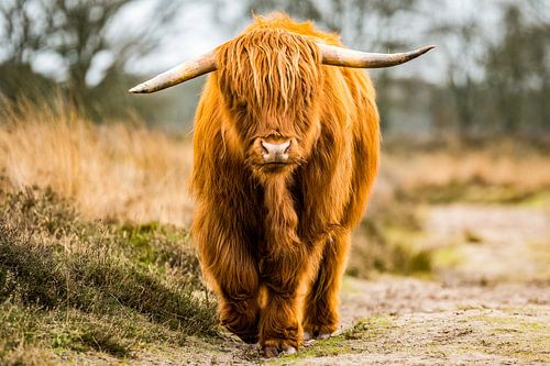 Scottish Highlander