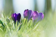 Des crocus violets dans l'herbe par Mister Moret Aperçu