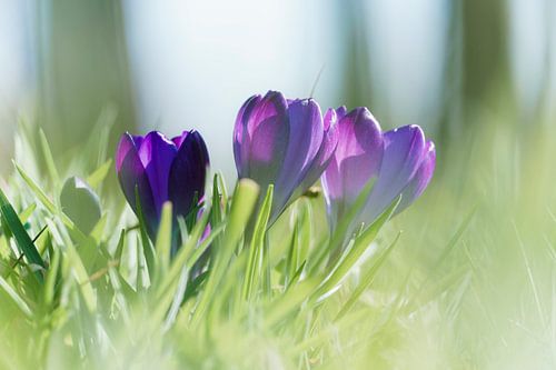 Purple crocuses in the grass by Mister Moret