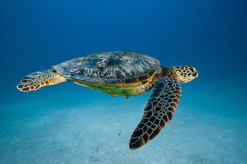Tortue dans la mer sur Matthias Spartz