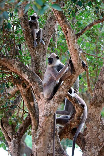 Sri Lankan monkey