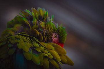 In de tuin van de regenboog van Brenda De Voeght