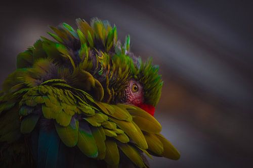 Dans le jardin de l'arc-en-ciel