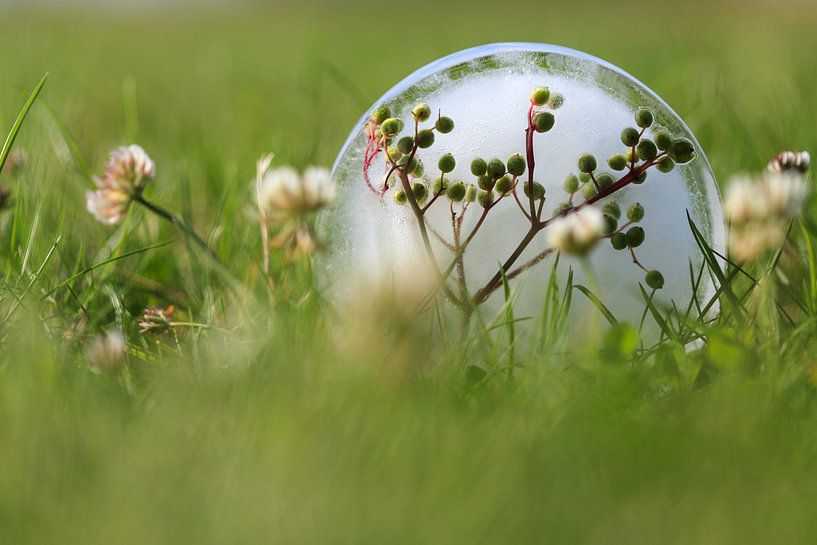 Ijsbloem in gras van Tot Kijk Fotografie: natuur aan de muur