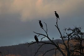 Threesome van Frank Briske