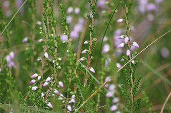 Blühendes Fliederheidekraut