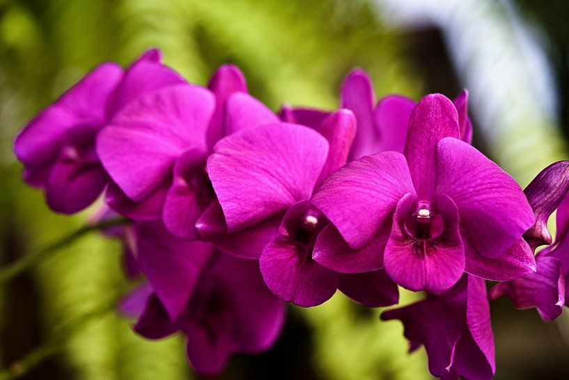 Splendeur tropicale : l’orchidée dans toute sa grâce par Frank Photos
