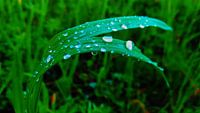 Regentropfen auf Gras  van Jenny Heß thumbnail