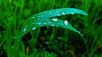 Raindrops 