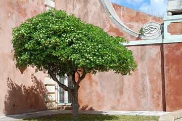 Prachtige boom in het Oude Fort Kerkyra op het eiland Corfu. van Ingrid Van Maurik
