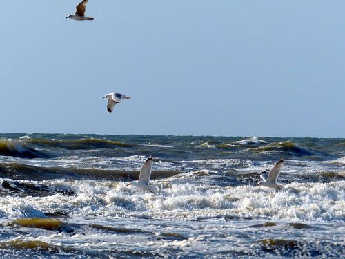 Meeuwen boven zee