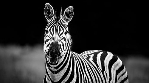 Zebra in Kruger Park Zuid-Afrika, black and white