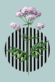 Botanischer Name: Valeriana von Fineline