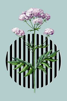 Botanical Valeriana